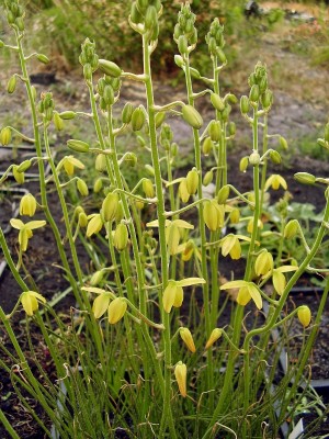 Albuca shawii (2).jpg