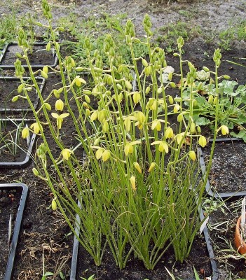 Albuca shawii.jpg