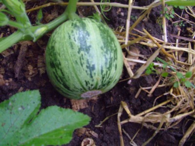 DSCF2293.JPG
