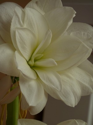 Hippeastrum weiß gefüllt.jpg