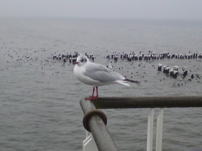 Möwe1.jpg