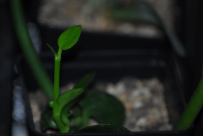 ceropegia 001yy.jpg