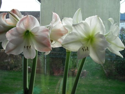 ArcticWhite und SweetPink.jpg