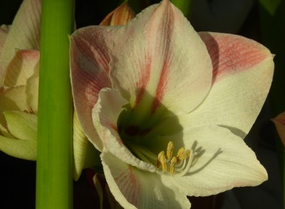 schöne Amaryllis light stripped.jpg