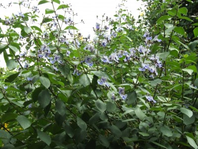 DSCF0143.JPG