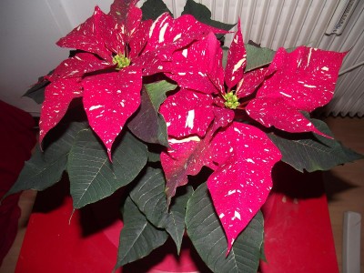 30.11.10 004.JPG