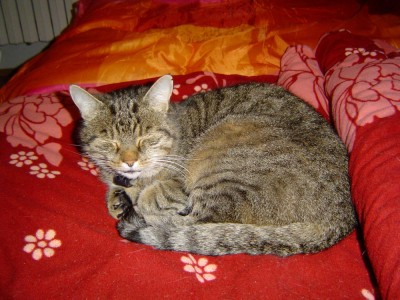 Kitty.jpg