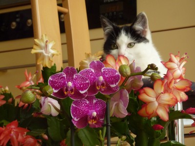 Feeby und die drei Brazils.jpg