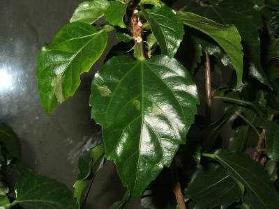 Hibiskus von oben online.JPG