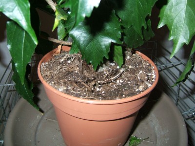 Hibiskus Substrat online.JPG