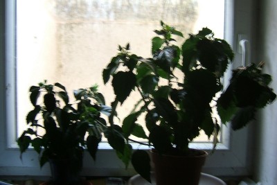 Hibiskus Lichtverhältnisse online.JPG