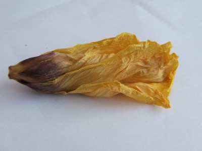 Hibiskus Blühte online.JPG