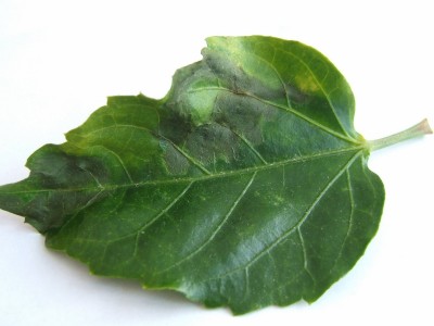 Hibiskus Blatt 2 online.JPG