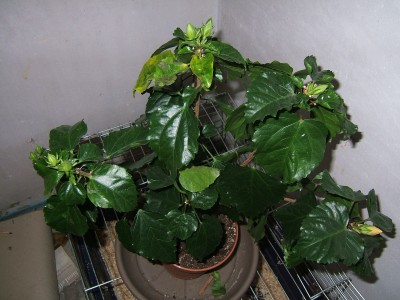 Hibiskus 3 online.JPG