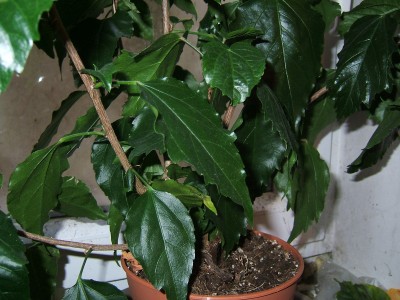 Hibiskus  4 online.JPG