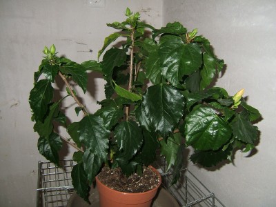 Hibiskus 2 online.JPG