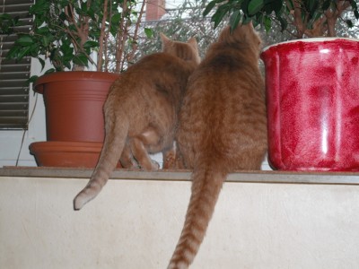 Katzen-TV.jpg