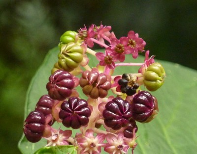 Phytolacca.jpg