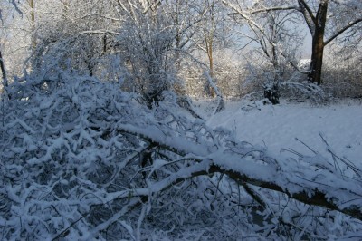 Schneebruch.jpg