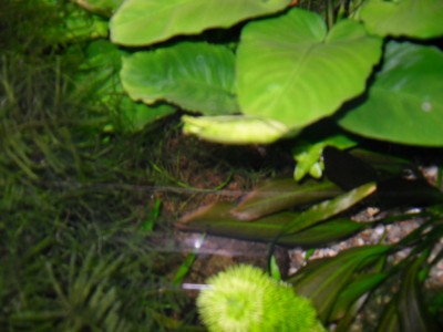 SDC10906.JPG
