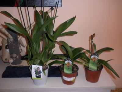 orchideen neu.jpg