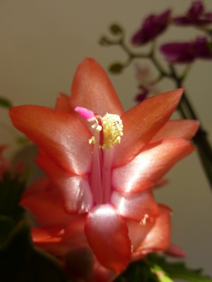 Rio Brazil Schlumbergera.jpg
