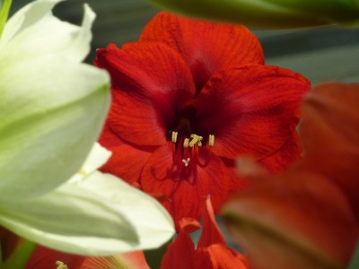Schnitt Hippeastrum Impression.jpg