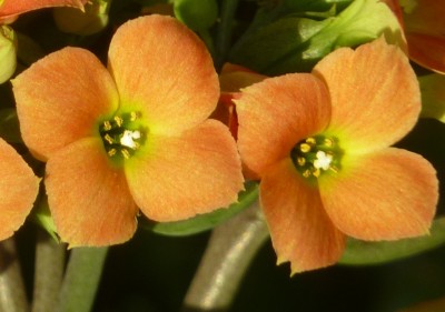 Kalanchoe Dorothy2.jpg
