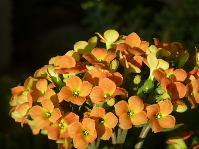 Kalanchoe Dorothy.jpg