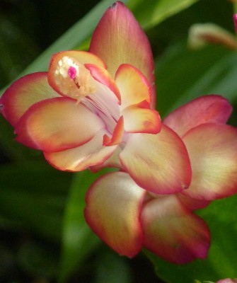 Samba Brazil Schlumbergera.jpg