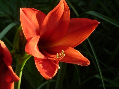Sonnenlicht auf Hippeastrum.jpg
