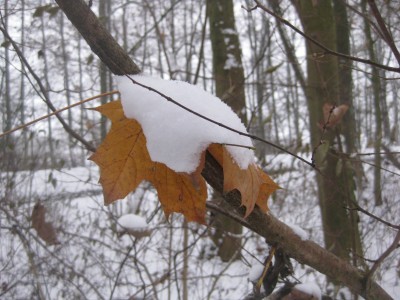 IMG_5375.JPG
