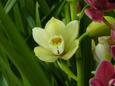 Cycmbidium.jpg