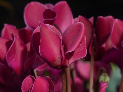 Cyclamen persicum.jpg