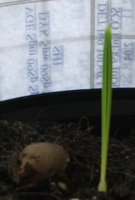 Phoenix sylv.rob..01.02.10.jpg