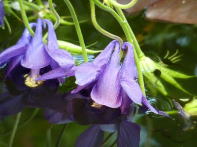 Aquilegia_vulgaris_Kaulquappen1.jpg