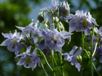 Aquilegia_vulgaris_gestreifte_hellblaue_form1.jpg
