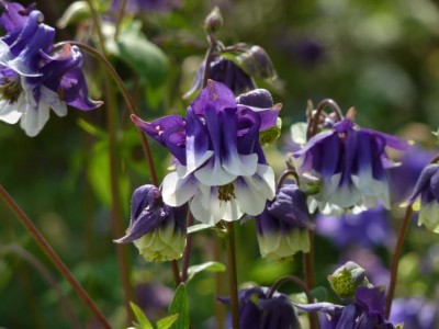 Aquilegia_vulgaris_Adeleide_Addision1.jpg