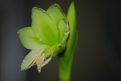 amaryllis 002yy.jpg