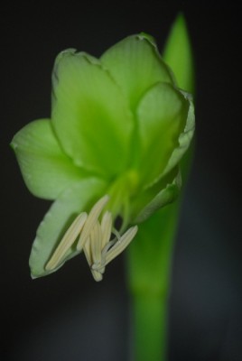 amaryllis 001yy.jpg