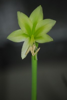 amaryllis005yy.jpg