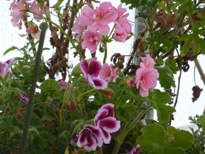 Pelargonium.jpg