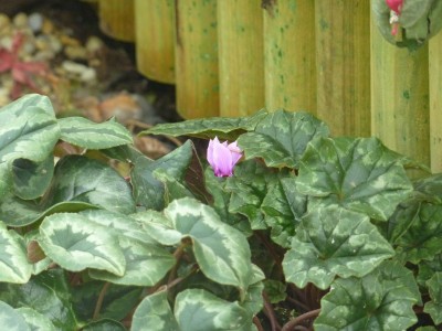 Cyclamen hederifolium.jpg