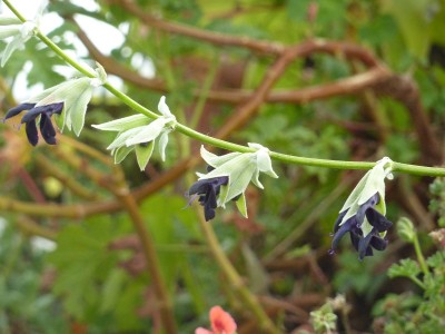 Salvia discolor.jpg