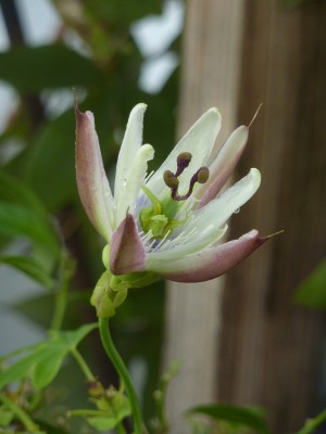 Passiflora Amethyst.jpg