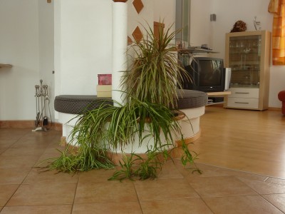 Chlorophytum comosum2.jpg