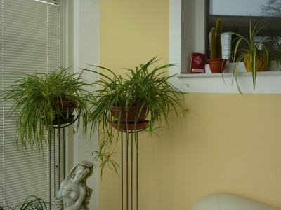 Chlorophytum comosum.jpg