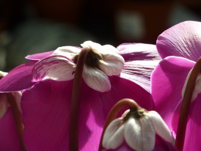 Cyclamen En Vouge.jpg