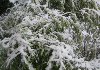 20101205_0001_1.JPG