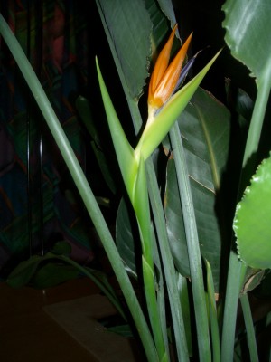 Strelitzia Reginae.JPG